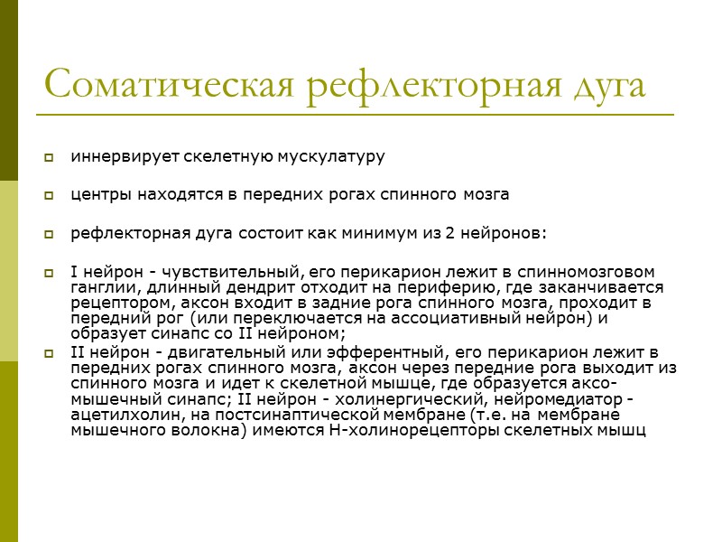 Соматическая рефлекторная дуга  иннервирует скелетную мускулатуру  центры находятся в передних рогах спинного